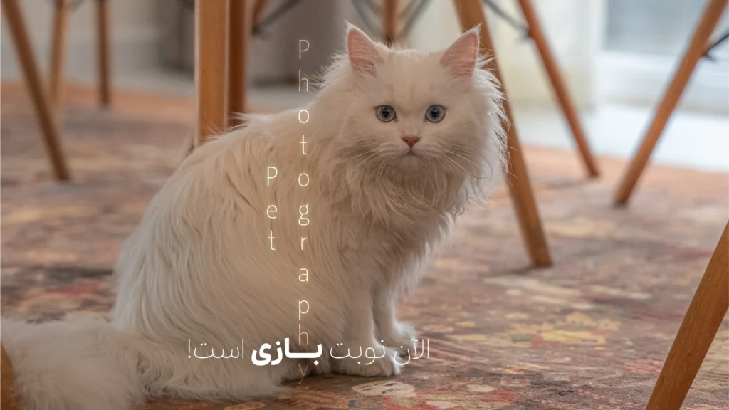 عکاسی پت، عکاسی از حیوانات خانگی